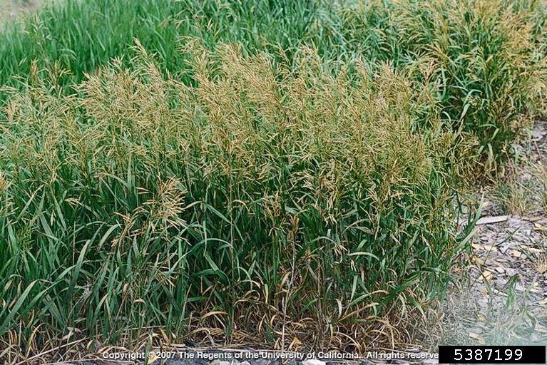 Joseph M. DiTomaso, University of California - Davis, Bugwood.org